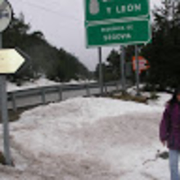 Meet your Posher, S. rossana - Picture 1 of 1